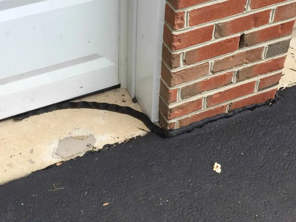 A Snake-Infested House and Other Unpleasant Finds Snake-Infested House