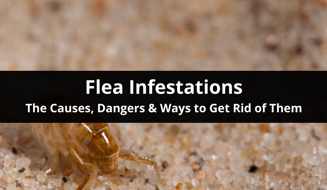 What To Do If You Have A Flea Infestation In Your House