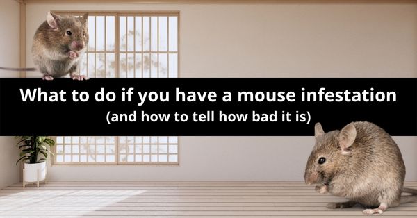what to do if you have a mouse infestation