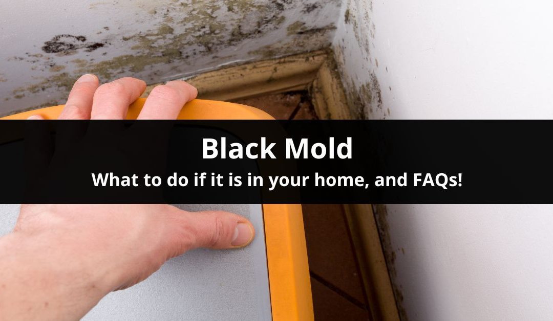 What To Do If You Have Black Mold in Your Home