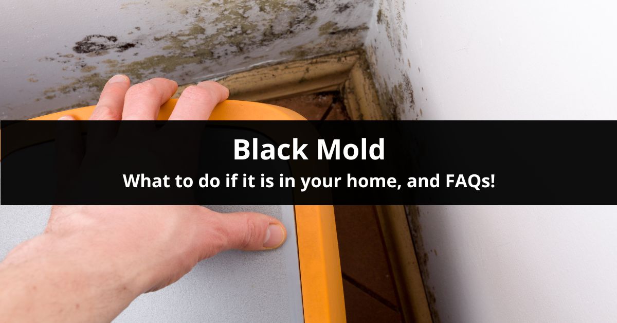 what to do if you find black mold in your home