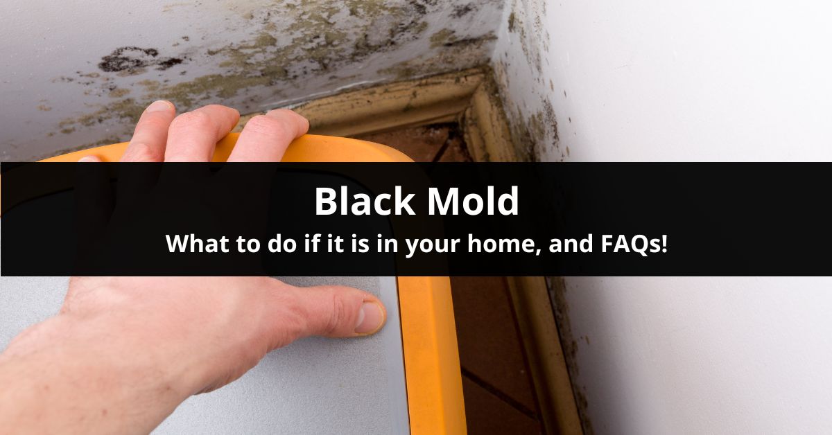 What To Do If You Have Black Mold in Your Home